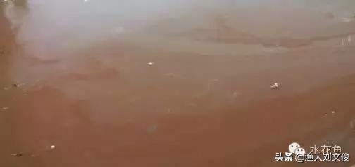 藻类图谱,水体藻类图谱和名称