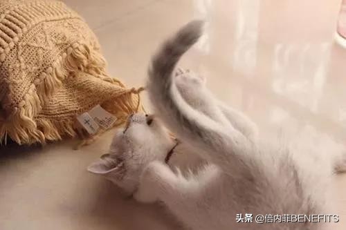 猫咪绝育后为什么还会分泌乳汁,猫咪绝育后为什么还会发狂