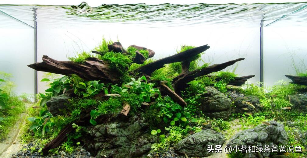 水族缸造景关注事项,屏风鱼缸假山造景误区