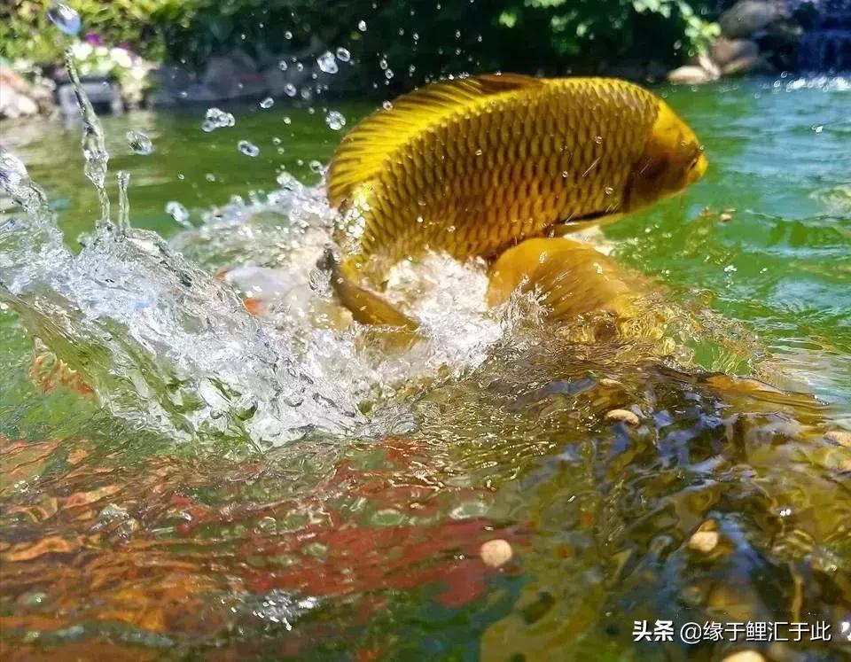 养鱼的水藻可以干嘛,养鱼里的水藻怎么清理