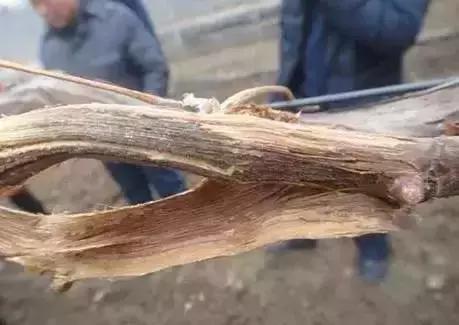 春季葡萄怎么防冻害,葡萄苗冬天会冻死怎么办