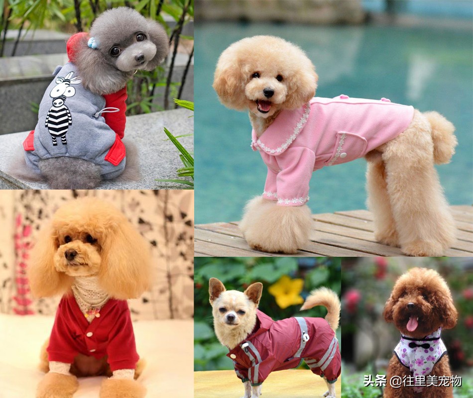 胖狗穿红色衣服,胖狗能穿什么颜色显瘦