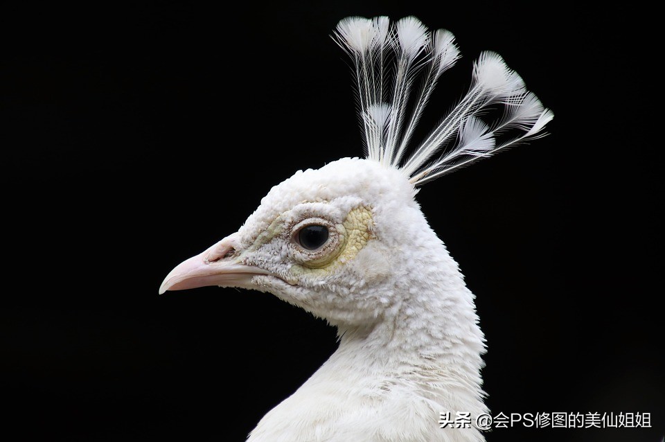 ps复杂人像通道抠图教程,ps通道混合器抠图教程