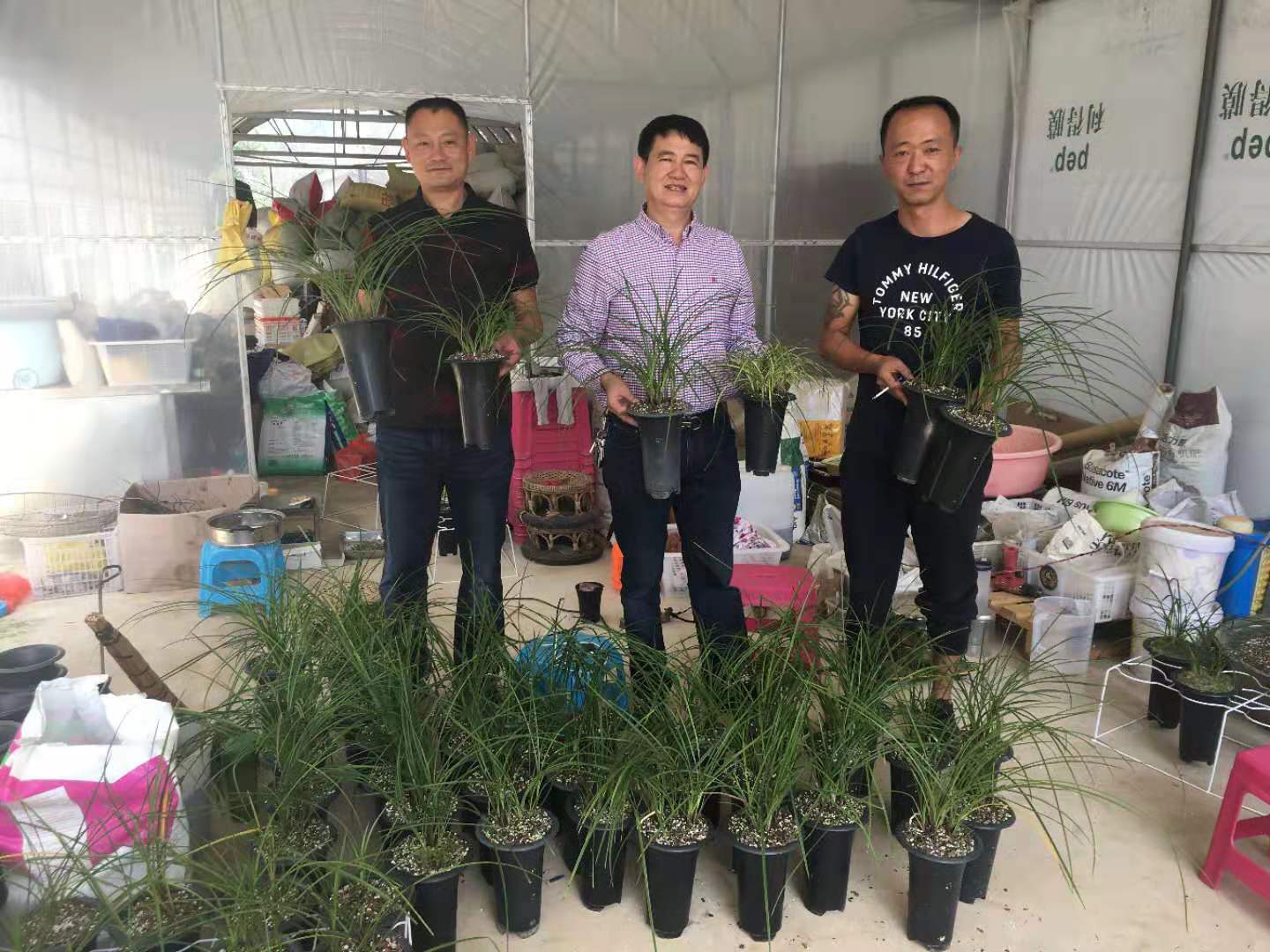 586：西南部兰市热火朝天-莲瓣兰大众化铭品交易量迅猛