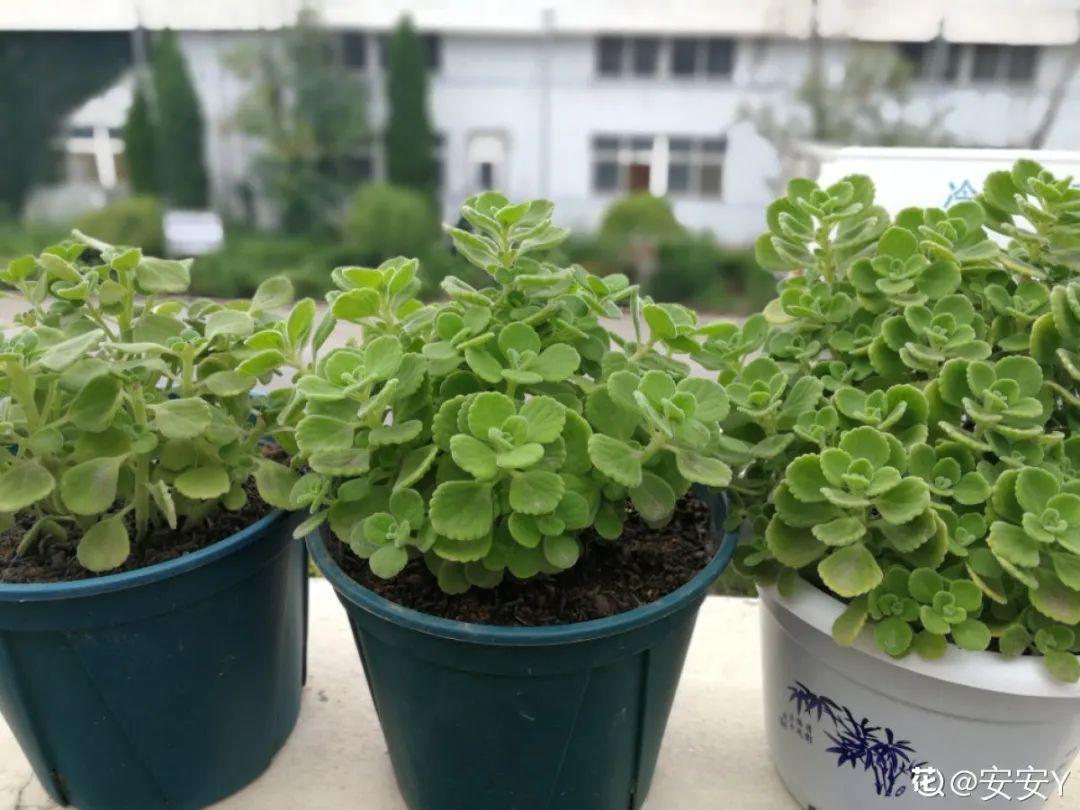 耐养的香水花,种室内香水花