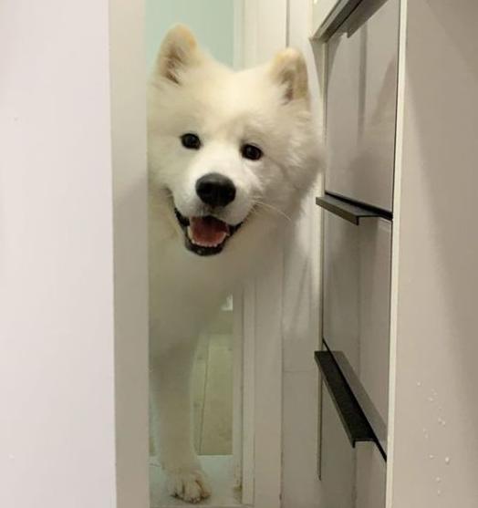 养五只萨摩耶是什么体验,养了一只萨摩耶是什么体验