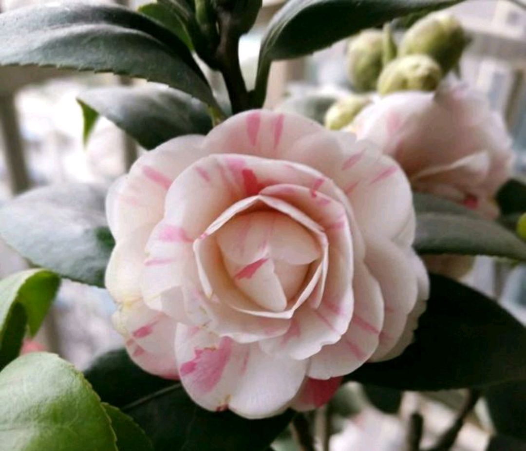 盆栽茶花下部叶子掉光了怎么养,茶花掉叶子不开花的补救方法