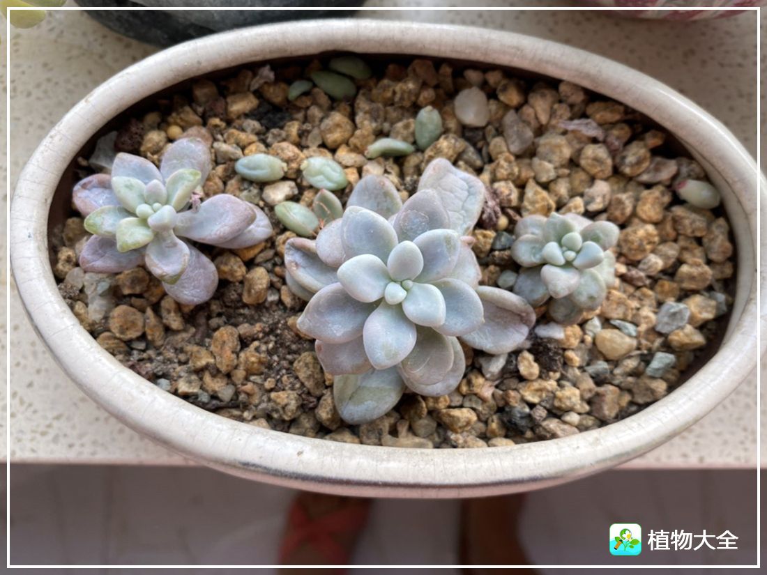 多肉植物艾伦视频,多肉植物艾伦价位