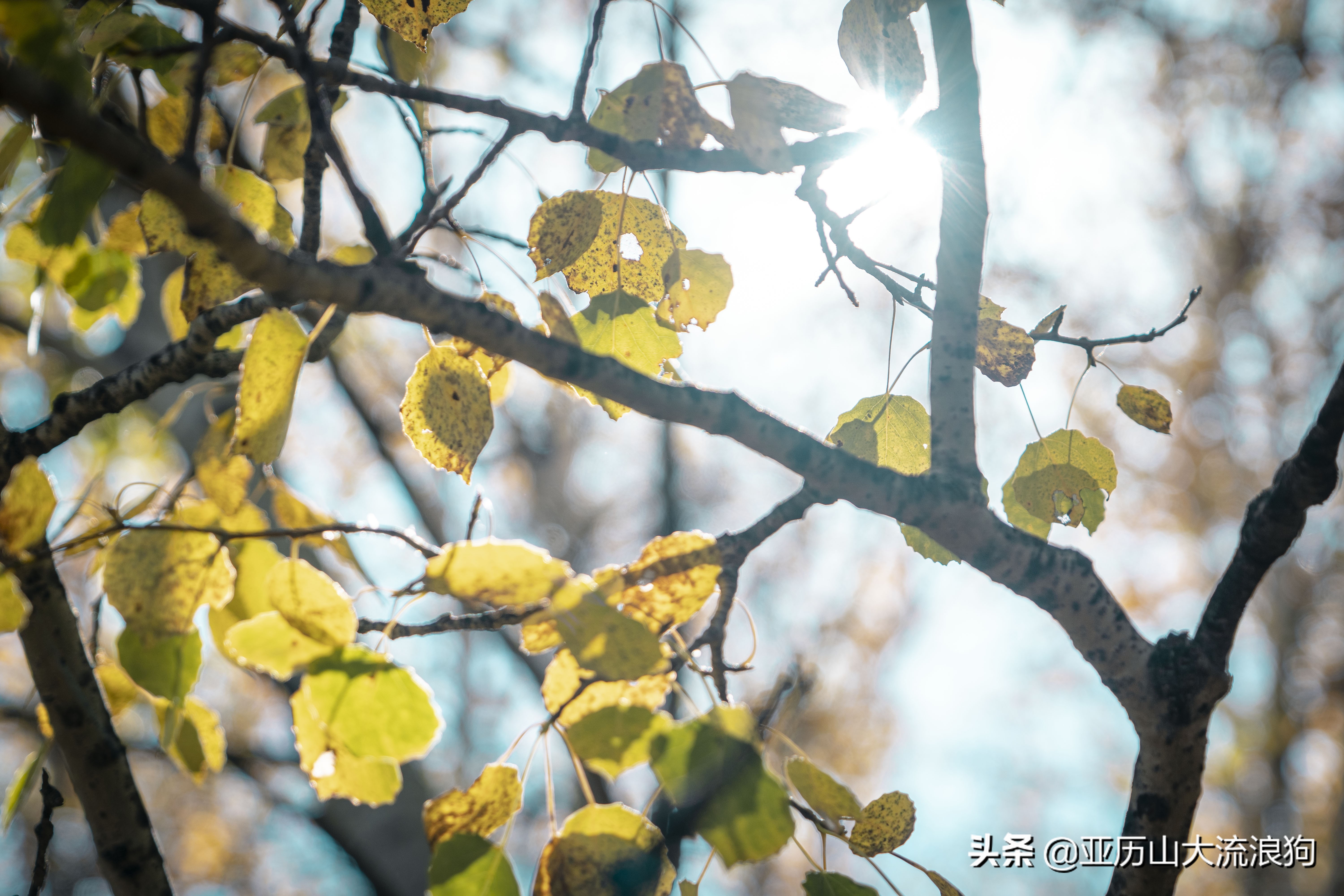 你那秋天来了吗？我这反正颜料泼了一地——内蒙古黄岗梁穿越之旅