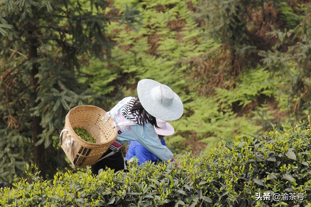 共谋茶产业的发展,茶产业发展简报