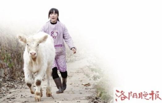 95后姑娘大山养牛,洛阳郭文瑞养牛视频