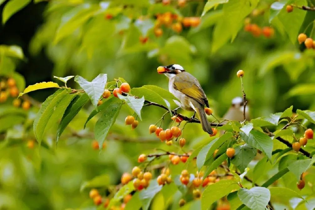 西湖有多美图片,现在的西湖风景怎么样