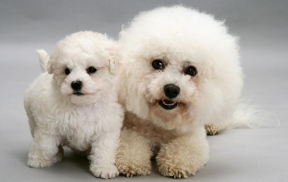 缺乏“安全感”的比熊犬，都会有这6种情况，希望你家没有