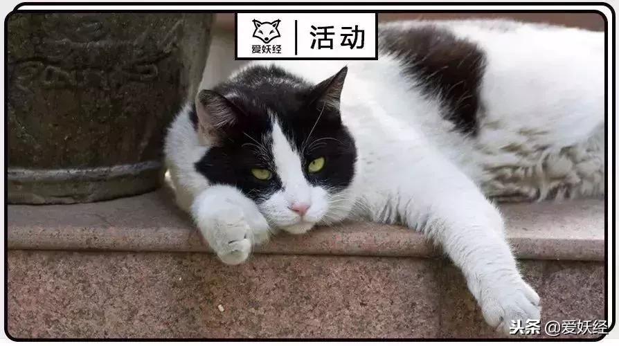 万圣节不给糖果就捣蛋男孩,万圣节不给糖就捣蛋儿童视频