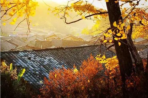 南雄最美银杏,广东美丽的银杏图片