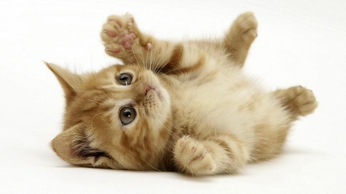 养猫怎么官宣,官宣养猫