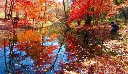 沈阳人关注！去这几个地方的动车打折了！6.5至8折！目的地的春天美成仙境！