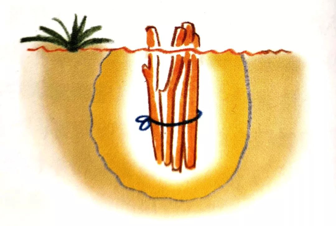 别把“嫁接”想得太苦太难，掌握6个窍门，它可是很好玩的活儿