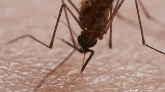 开灯后为什么听不到蚊子嗡嗡声,关灯蚊子嗡嗡叫开灯却找不到