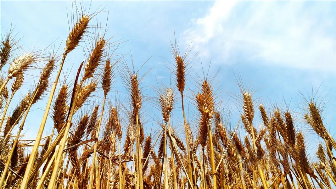 面团还能吹气球？高筋麦“拍了拍”你→