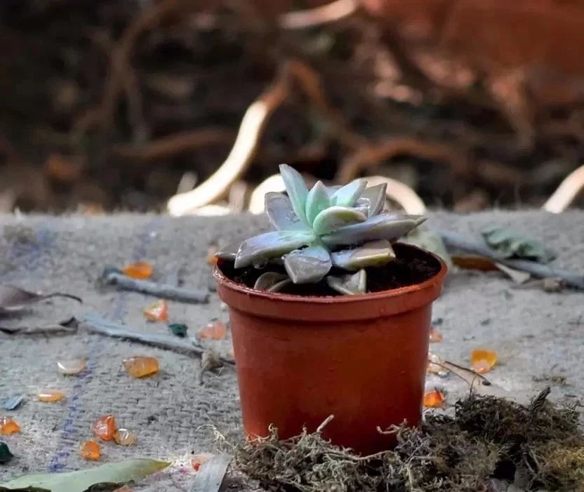 胧月养多久开花,胧月叶片怎么养