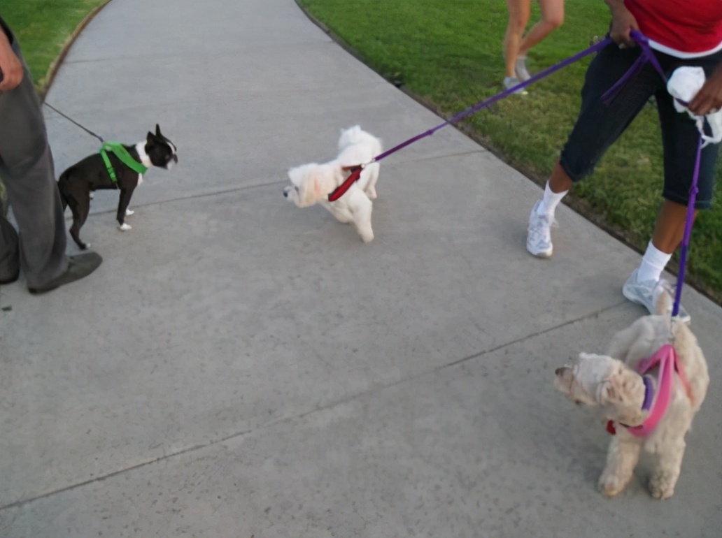 真铲屎官出门遛狗正确方式,为什么铲屎官不建议养狗