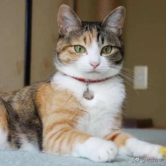 pdd买猫和老鼠,pdd两百买的猫