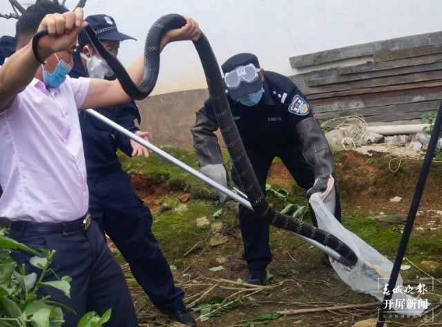 三米长的眼镜王蛇闯入家里,眼镜王蛇爬到家门口是什么征兆