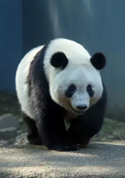 为什么全世界都喜欢大熊猫,世界各地的人们都爱好大熊猫英语