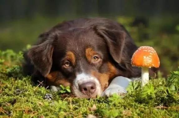 毒狗最新事件,毒狗事件需要哪些证据