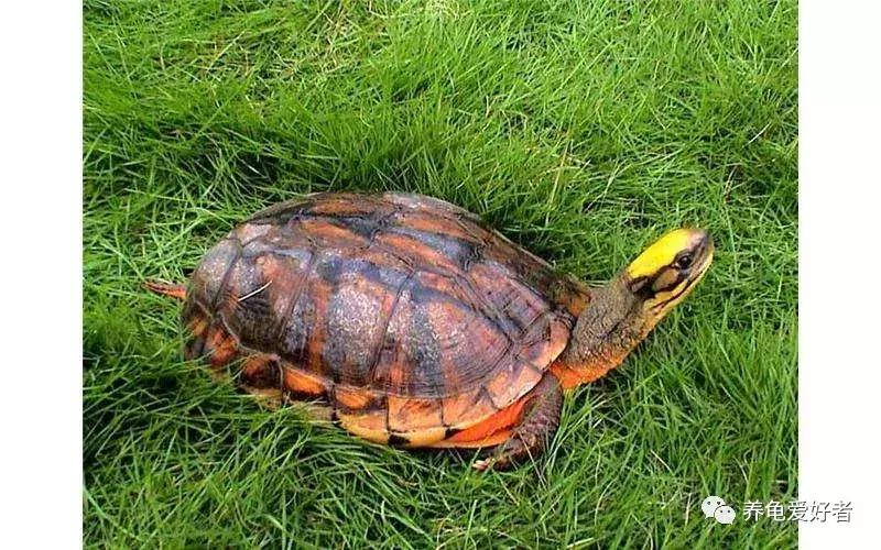 如果你不懂龟，看完之后会想要一只吗？