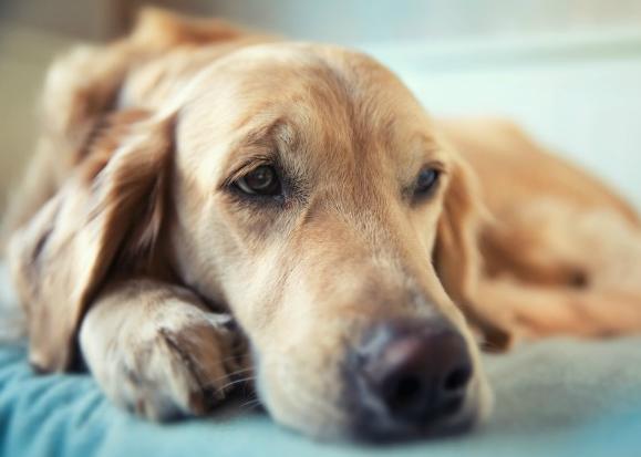 犬骨髓炎症状是什么,犬骨髓炎