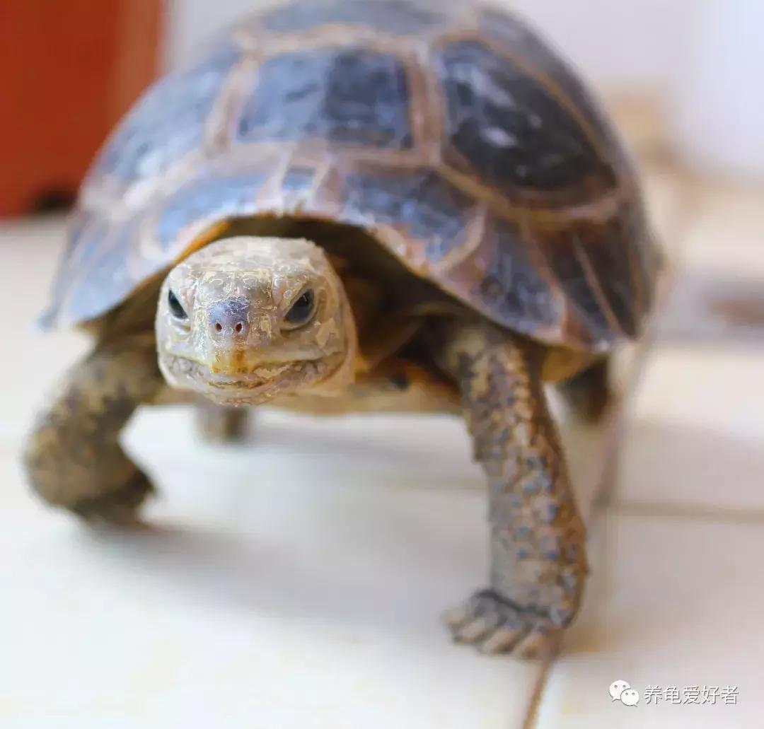 新手一定要知道的养龟技巧,养乌龟的经验总结