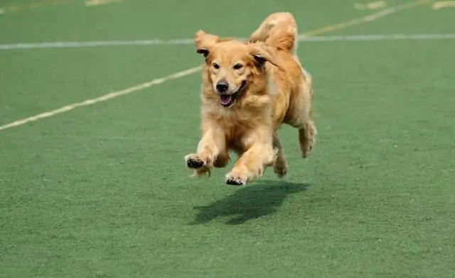 如何养好深色金毛的毛发,养黑色的金毛要关注什么