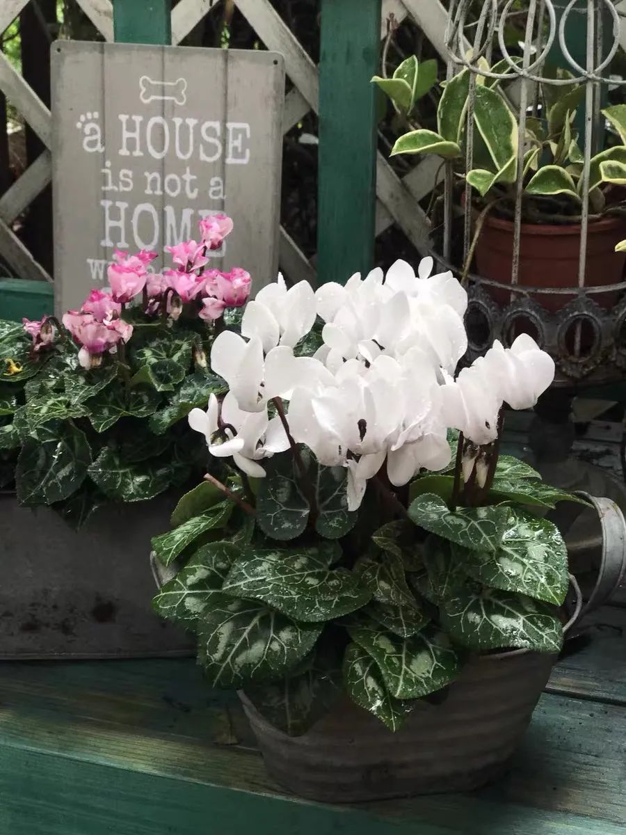 养仙客来关注事项,怎样才能让仙客来叶绿花红