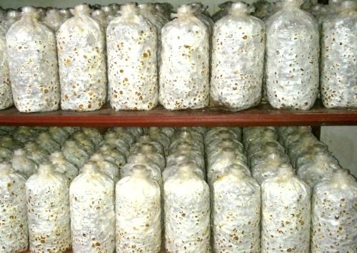 平菇种植方法及配料,平菇的种植技术与配料方法