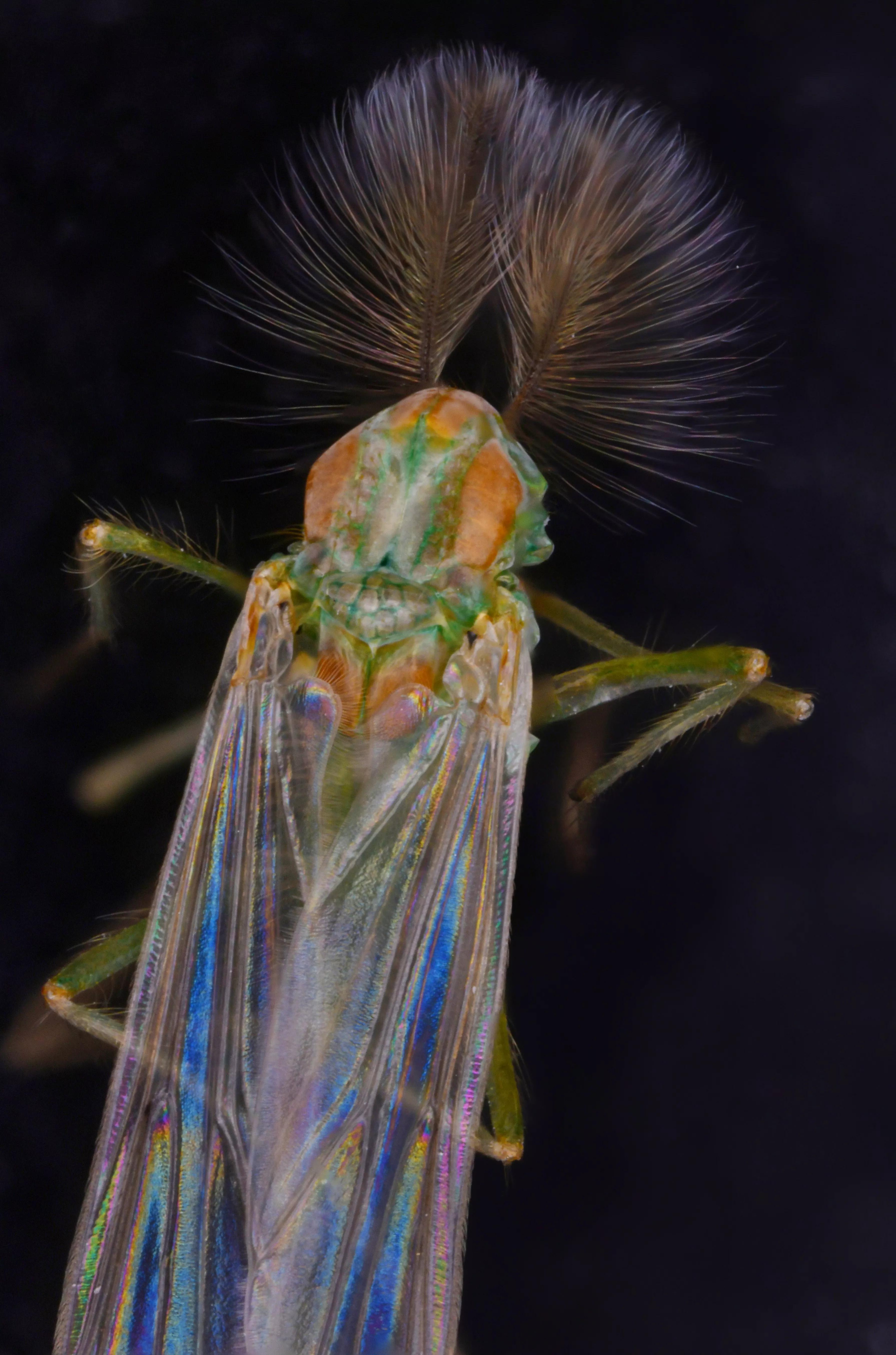 老蛙最强的微距镜头,老蛙25微距镜头