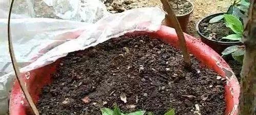 自制万能花肥最简单的方法,怎么样自制花肥方法大全