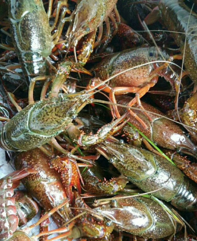 澳洲小龙虾养殖需要关注什么,小龙虾的运输关注事项