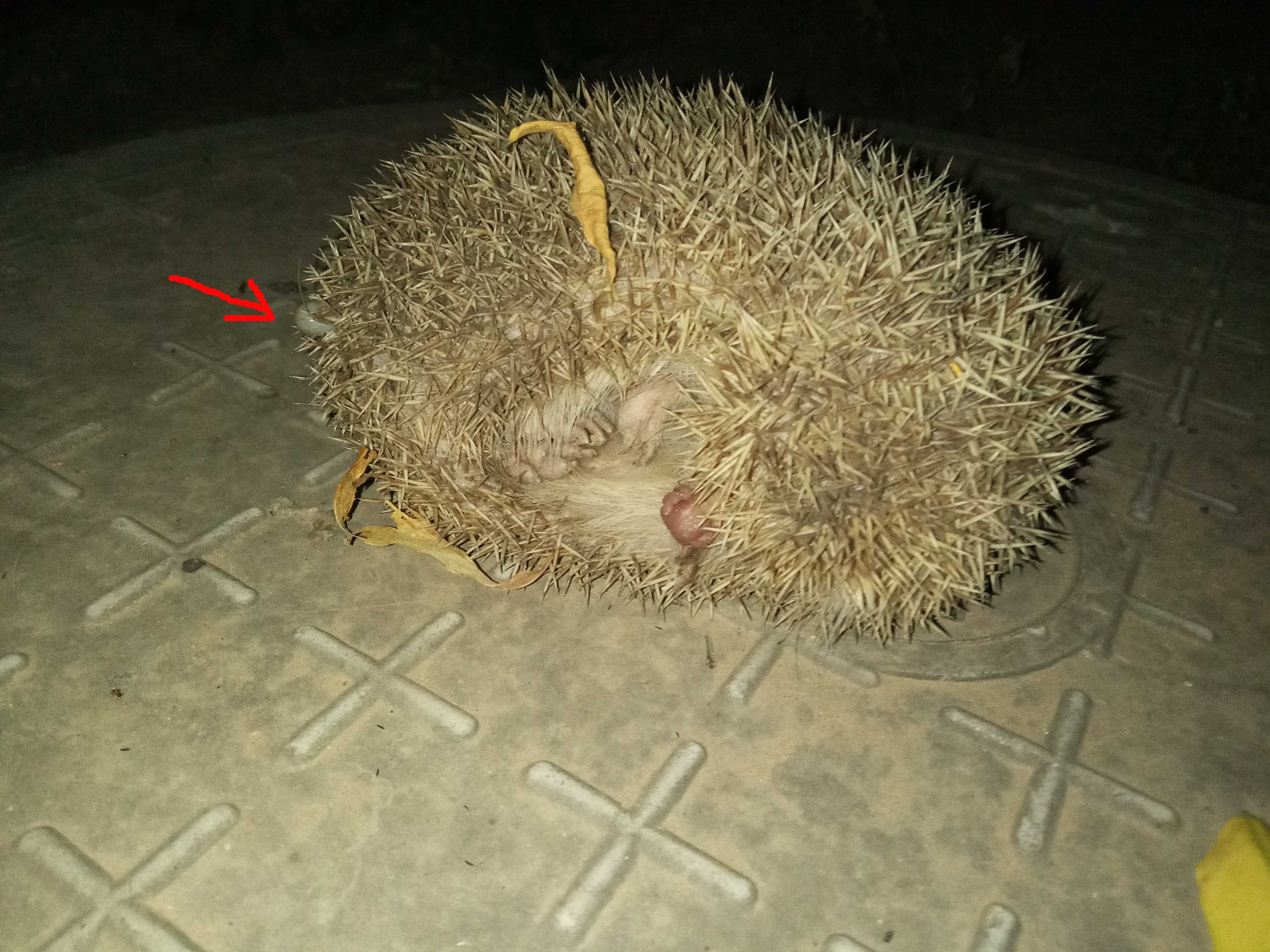 小刺猬奏鸣曲2,小刺猬奏鸣曲钢琴曲