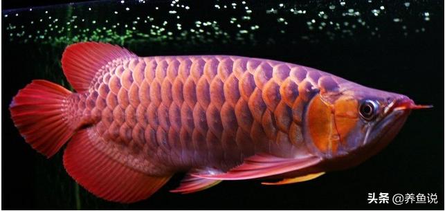 龙鱼价格高却不难养，新手玩家亲身总结，养红龙鱼发色出态势攻略