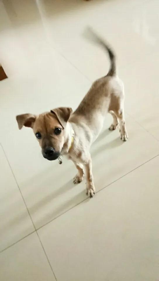 我的疏忽大意害死了我的可乐狗狗