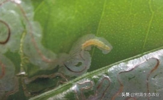 实用技术！柑橘潜叶蛾绿色生态防治方案