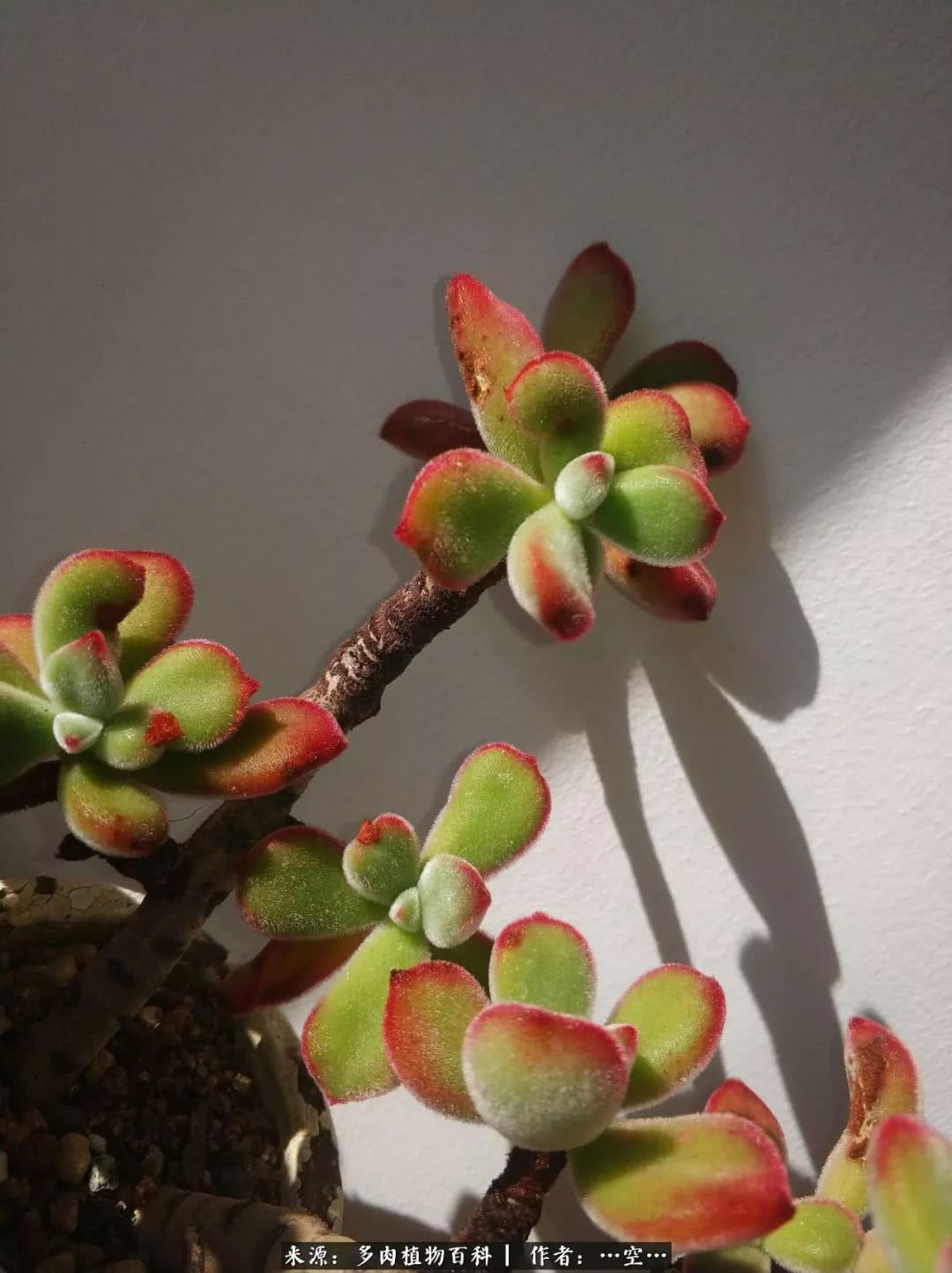 多肉之歌怎么写,多肉之歌