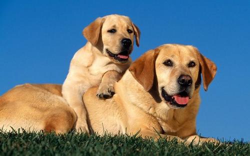 养拉布拉多犬的优缺点分析,拉布拉多犬不建议养的原因