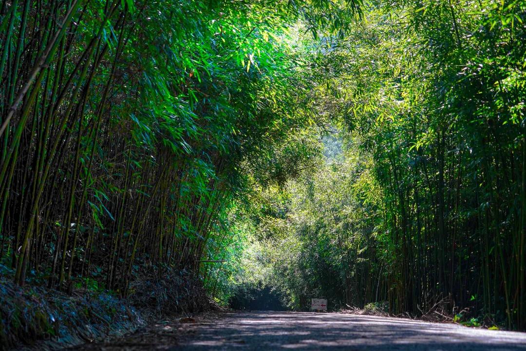 去稻田、赏竹林、上水库，带你深挖“竹”深不知处的中泰