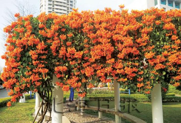 5种花是“爬墙高手”，多见光，别缺水，半年长成“花瀑布”