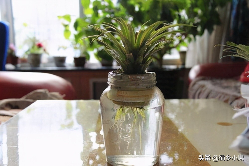 菠萝育苗繁殖方法,菠萝苗的栽培方法