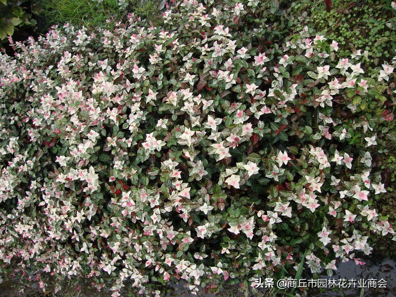 花叶络石，叶子五彩斑斓十分好看，教你如何养护