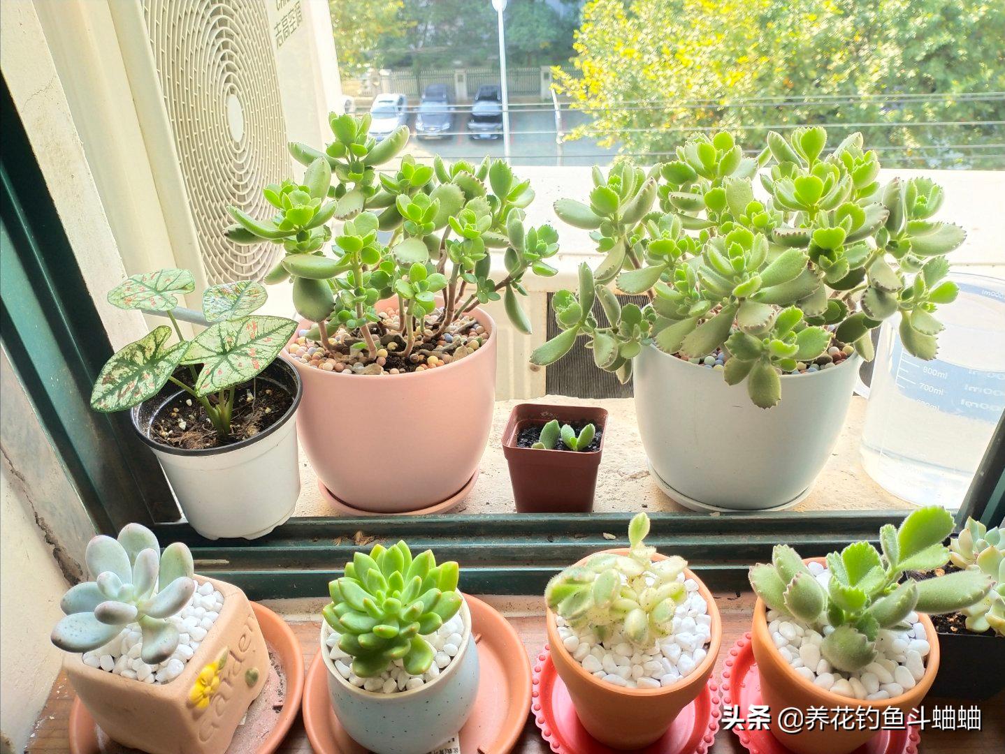 养熊童子用什么土好,熊童子多肉怎么养叶层变多